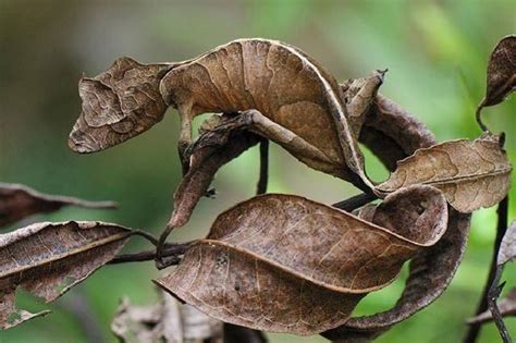 壁虎來家裡代表什麼|【壁虎 風水】壁虎闖入你家不是偶然？風水學揭露3預。